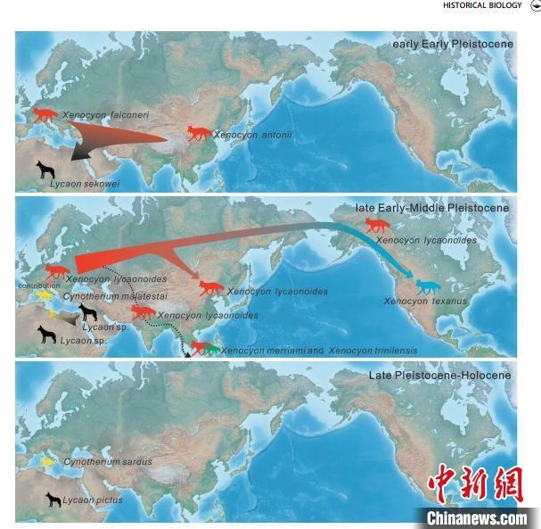 非洲野犬-異豺支系的演化脈絡(luò)圖?！≈锌圃汗偶棺邓?供圖