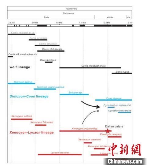 第四紀(jì)主要犬族成員分布年代圖。　中科院古脊椎所 供圖