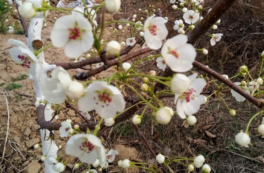 這是拍攝的汾西縣后加樓村盛開的梨花。(受訪者供圖)