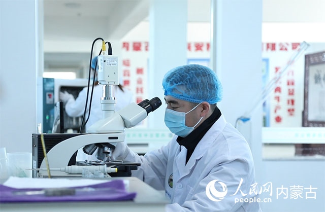 內蒙古中農興安種牛科技有限公司落戶科右中旗，為肉牛產業(yè)發(fā)展提供了優(yōu)質的種源保障。白俊華攝