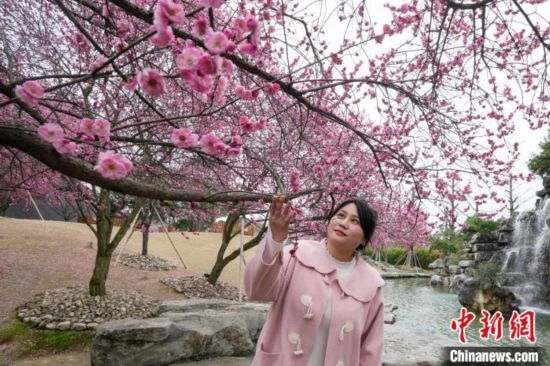 2月23日，市民在乾藝梅園景區(qū)觀賞綻放的梅花。陳興輝 攝