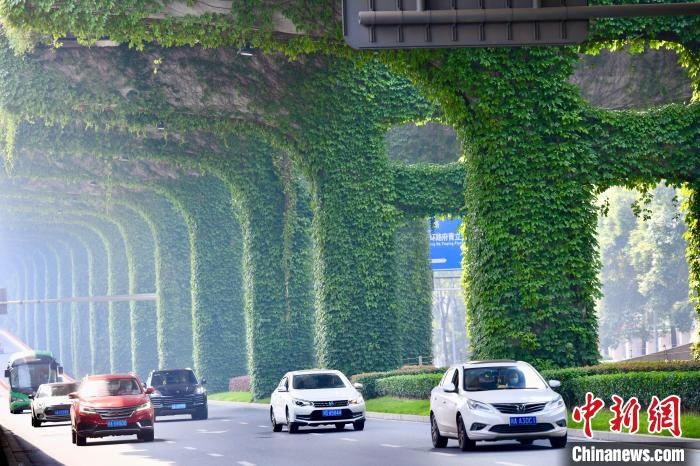 車輛從長滿爬山虎的橋墩旁經(jīng)過。　張浪 攝