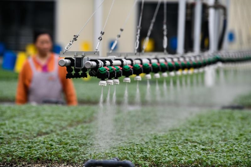 工人在貴陽(yáng)市開(kāi)陽(yáng)縣楠木渡蔬菜良種繁育中心查看自動(dòng)噴灌系統(tǒng)給辣椒苗澆水情況（2023年5月24日攝）。新華社記者 楊文斌 攝