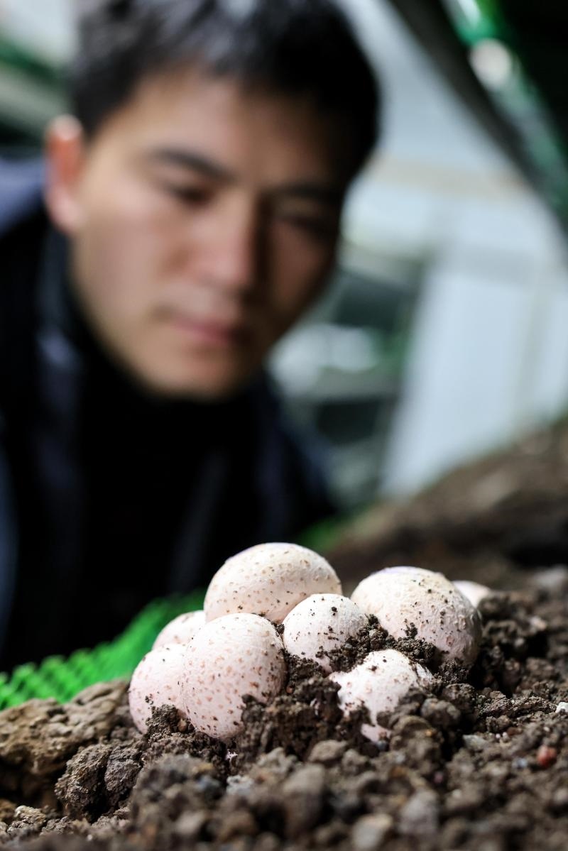 工作人員在貴陽(yáng)市白云區(qū)食用菌產(chǎn)業(yè)示范園智能菇房?jī)?nèi)查看菌菇生長(zhǎng)情況（2022年2月14日攝）。新華社記者 歐東衢 攝