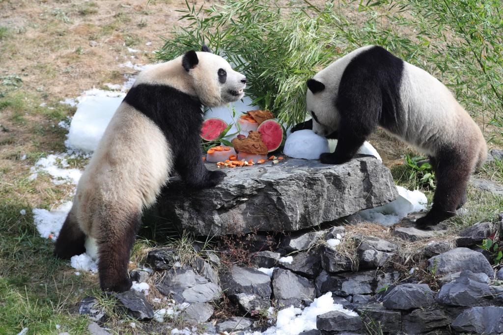 在比利時天堂動物園，大熊貓“寶弟”（左）、“寶妹”享用“生日大餐”。