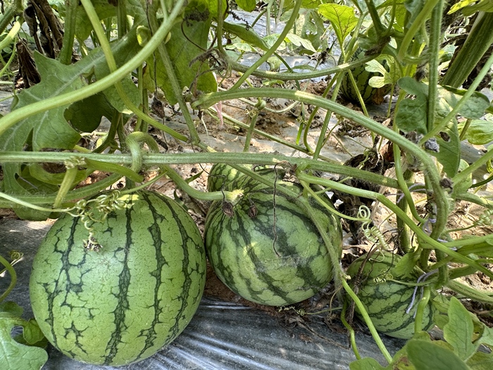 漿水李村瓜果種植基地。王紹紹攝