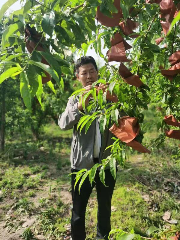 河南長(zhǎng)垣樊相鎮(zhèn)谷寨采摘園。王紹紹攝
