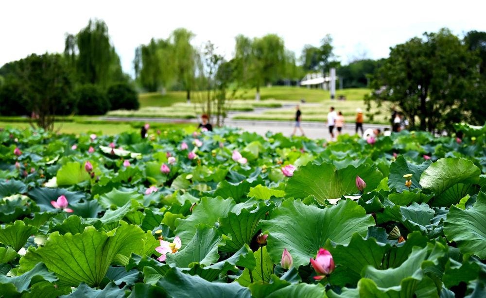 市民在天漢濕地公園內(nèi)休閑賞景。
