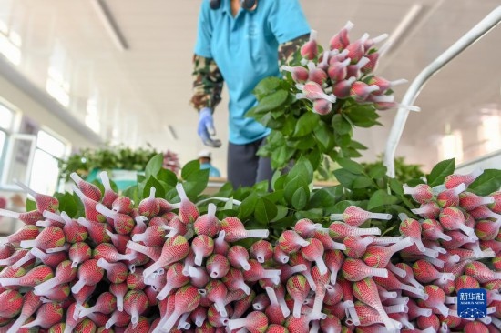 8月17日，農(nóng)民在吉林省德惠市朱城子鎮(zhèn)沿河村程雪家庭農(nóng)場打包玫瑰花。新華社記者 張楠 攝