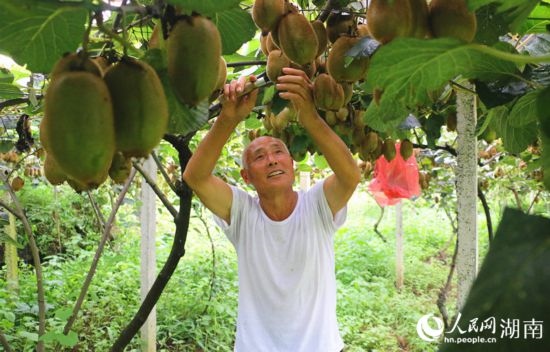 “農(nóng)民專家”丁清清在果園里采摘。 人民網(wǎng)記者 劉賓攝