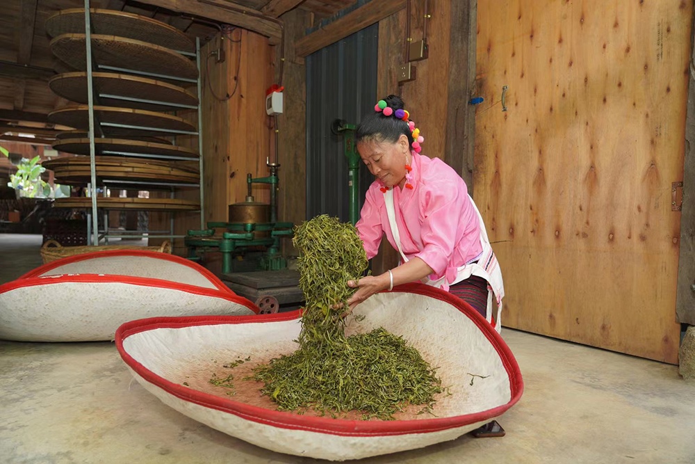當(dāng)?shù)卮迕裾谌嗄聿枞~。普洱景邁山古茶林保護管理局供圖