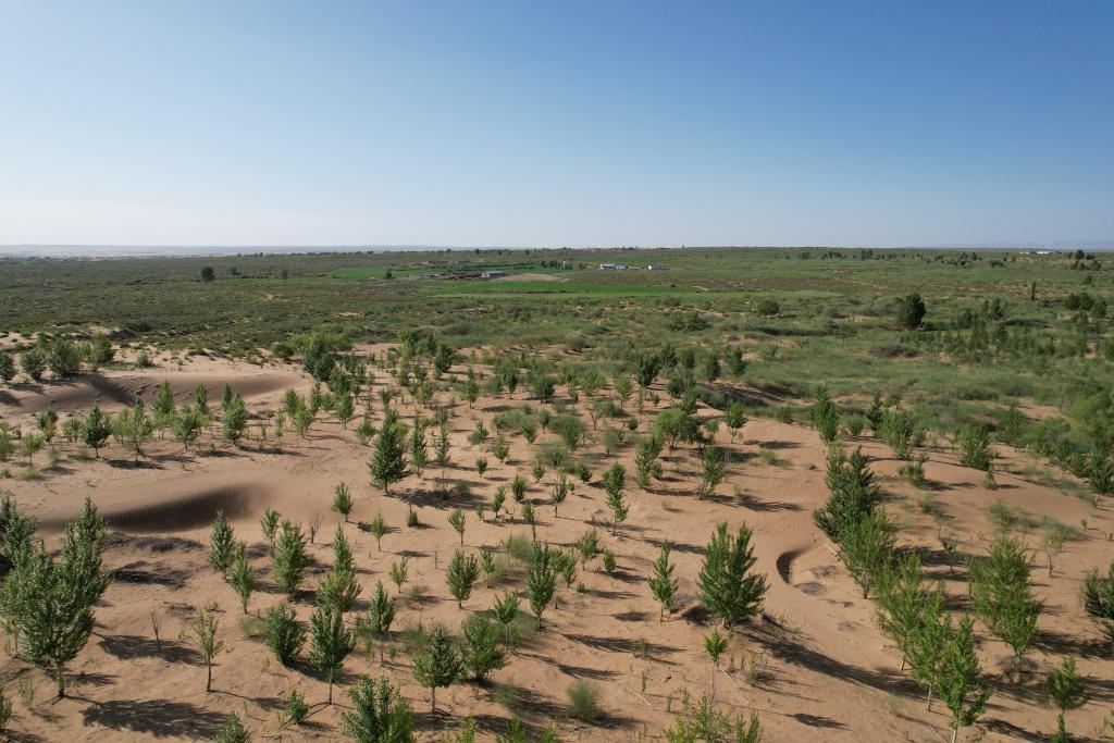 在庫布其沙漠腹地，牧民已讓10萬畝沙地變綠洲（無人機照片，2023年6月25日攝）。新華社記者李云平 攝