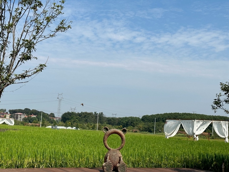 林語未來村打造農(nóng)家畈田園綜合體。人民網(wǎng) 王紹紹攝