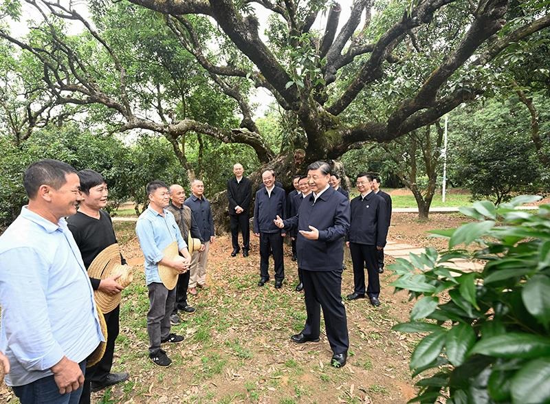 △2023年4月11日，習(xí)近平總書記在廣東茂名高州市根子鎮(zhèn)柏橋村荔枝種植園，同現(xiàn)場(chǎng)技術(shù)人員親切交流。