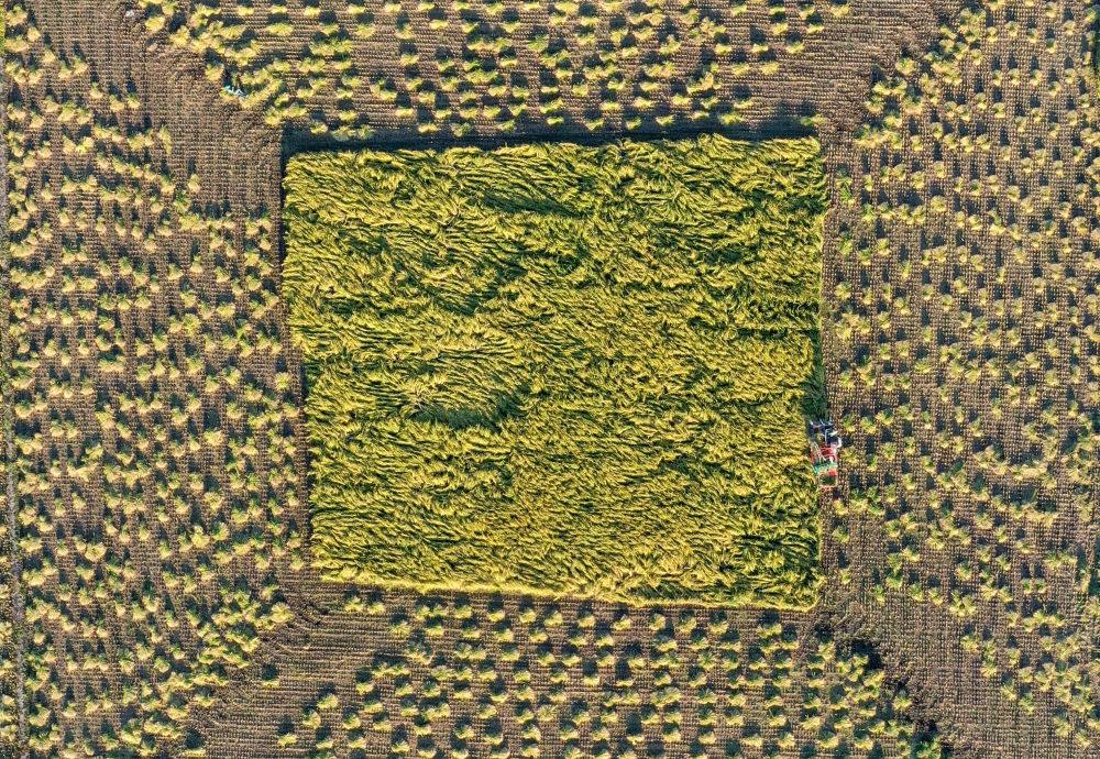 在吉林省舒蘭市平安鎮(zhèn)金星村，農(nóng)民駕駛農(nóng)機收割水稻（2023年9月21日攝，無人機照片）。新華社記者 張楠 攝