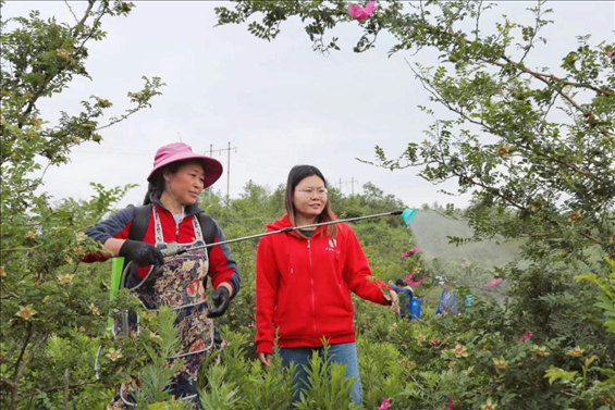 王永華（右一）向龍鳳村村民傳授噴灑農(nóng)藥技術(shù)要領(lǐng)。受訪者供圖