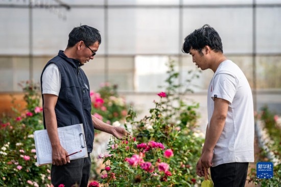 在云南省安寧市現(xiàn)代農(nóng)業(yè)園區(qū)玫瑰種植示范園，技術(shù)員田連通（左）在和同事交流（10月20日攝）。