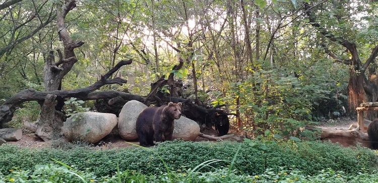 長隆野生動物世界園區(qū)內(nèi)，黑熊在森林間散步。人民網(wǎng)記者 張藝開攝