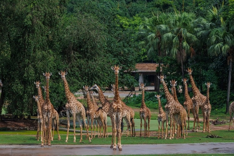 長隆野生動物世界園區(qū)內(nèi)，長頸鹿正在散步。鄧泳怡攝