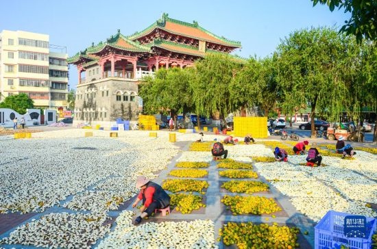11月25日，在廣東省江門市新會區(qū)一處空地，人們對新會柑皮進行翻皮晾曬。