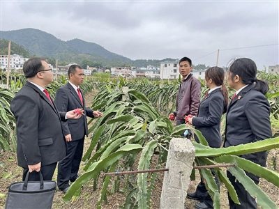  圖④：岑溪法院糯垌法庭法官深入轄區(qū)火龍果基地調(diào)研。