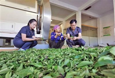  圖③：蒼梧法院六堡法庭法官深入茶企了解企業(yè)生產(chǎn)經(jīng)營(yíng)情況。