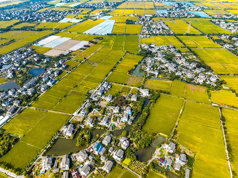 2023年10月22日，浙江海寧市黃灣鎮(zhèn)，金秋時(shí)節(jié)，金黃色的稻田與美麗鄉(xiāng)村構(gòu)成一幅寧?kù)o祥和的畫卷。