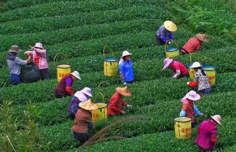 △軍營村茶農(nóng)在茶園采茶。