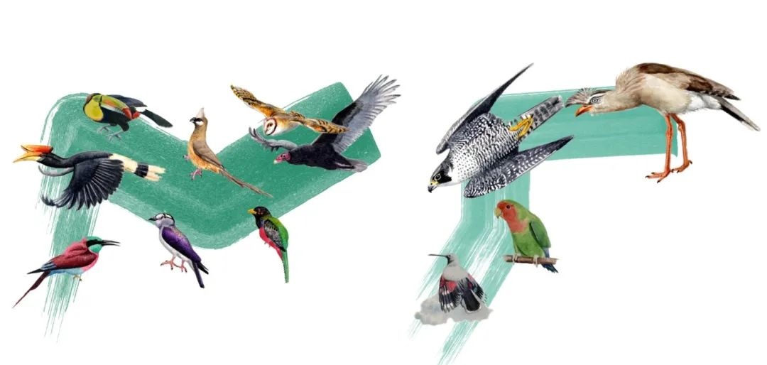 陸鳥類。浙江大學(xué)供圖