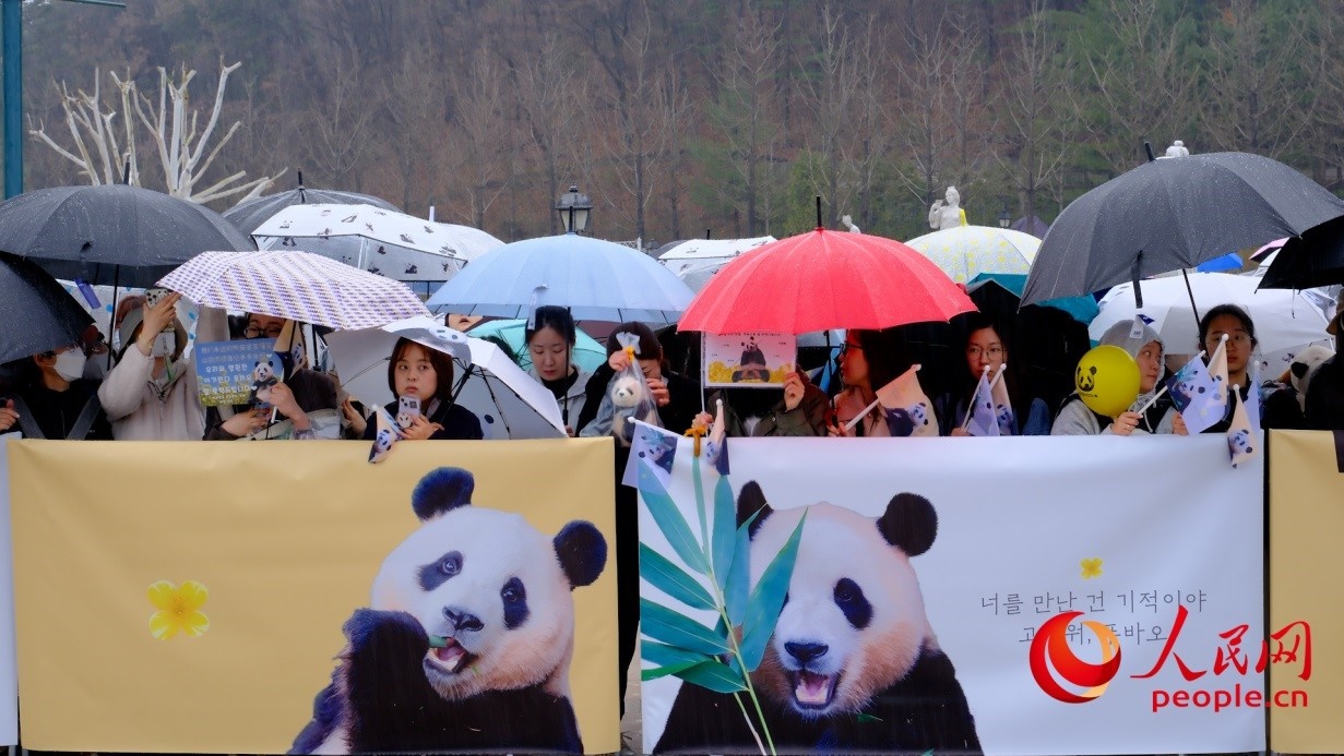 粉絲們在雨中為“福寶”送行。 人民網 李帆攝