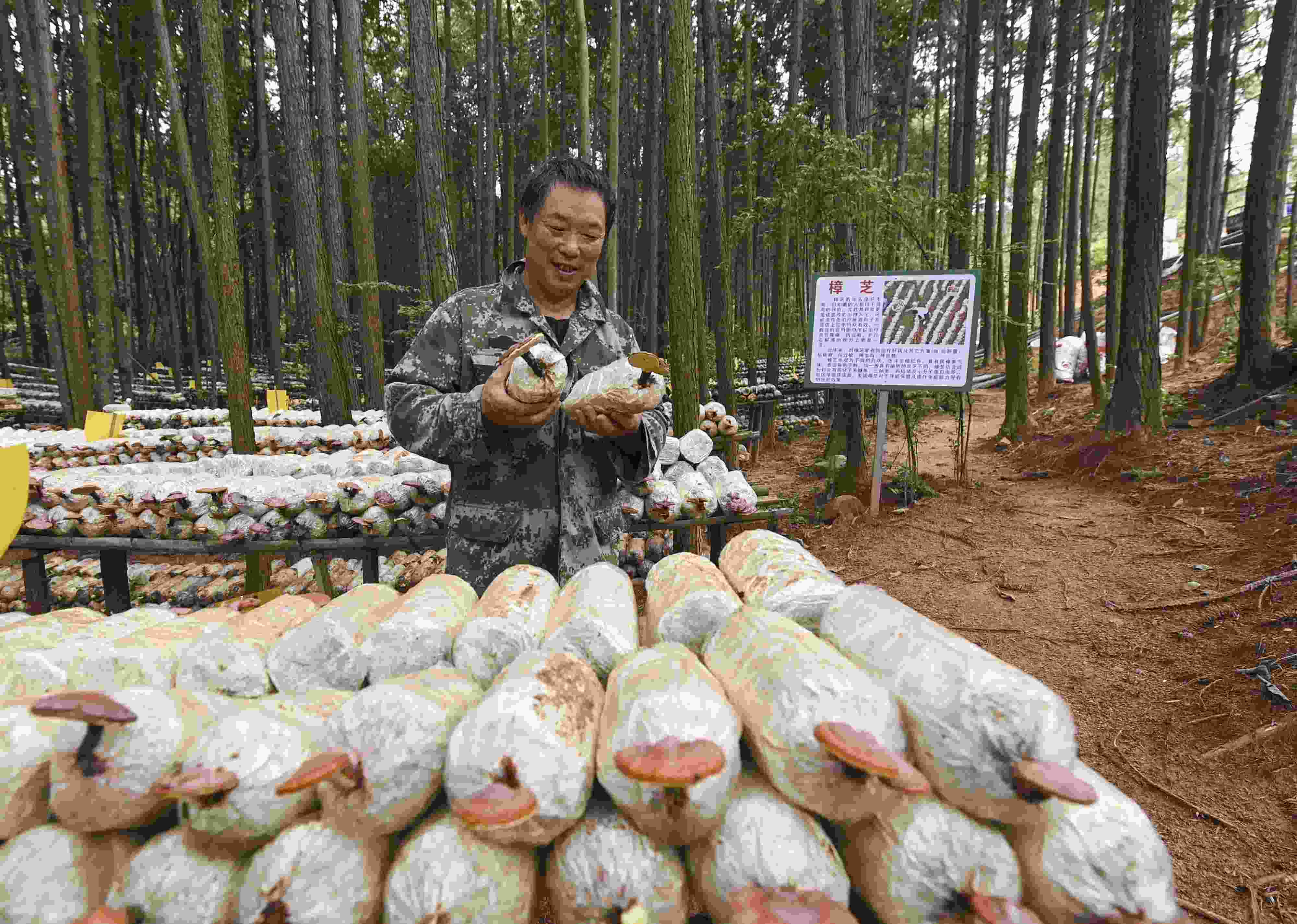 2023年9月21日，江西省撫州市，廣昌縣旴江生態(tài)公益林場(chǎng)，種植戶(hù)正在查看樟芝等食用菌的生長(zhǎng)情況。