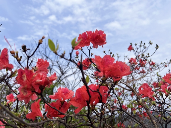 陽明山的杜鵑花。人民網(wǎng) 高清揚攝