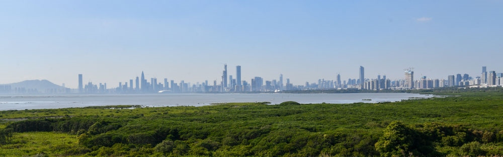  深圳福田紅樹林濕地（2024年1月19日攝）。在深圳，茂密的紅樹林東起新洲河口、西至深圳灣公園，懷抱城市中心區(qū)域，沿海岸線形成了長約6公里的“綠色長城”，為每年數(shù)以十萬計(jì)的候鳥留下彌足珍貴的國際遷徙通道。