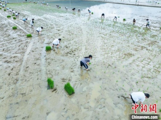 圖為5月21日，航拍綏陽縣旺草中學(xué)學(xué)生在旺草萬畝大壩體驗(yàn)插秧。唐哲 攝