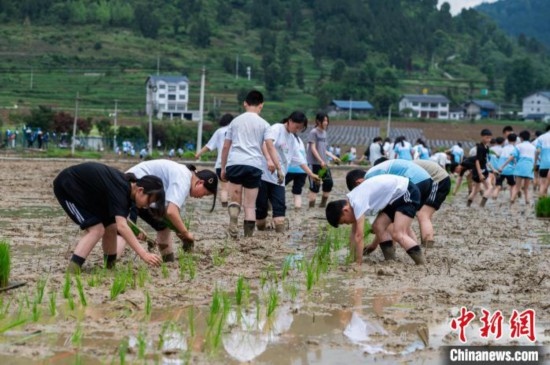 圖為5月21日，綏陽縣旺草中學(xué)學(xué)生在旺草萬畝大壩體驗(yàn)插秧。唐哲 攝