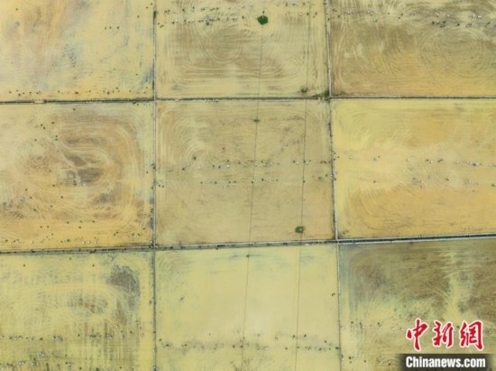 圖為5月21日，航拍綏陽縣旺草中學(xué)學(xué)生在旺草萬畝大壩體驗(yàn)插秧。唐哲 攝