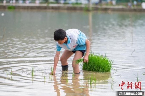 圖為5月21日，一名學(xué)生在綏陽縣旺草萬畝大壩體驗(yàn)插秧。唐哲 攝