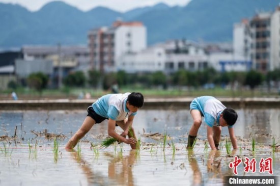圖為5月21日，兩名學(xué)生在綏陽縣旺草萬畝大壩體驗(yàn)插秧。唐哲 攝