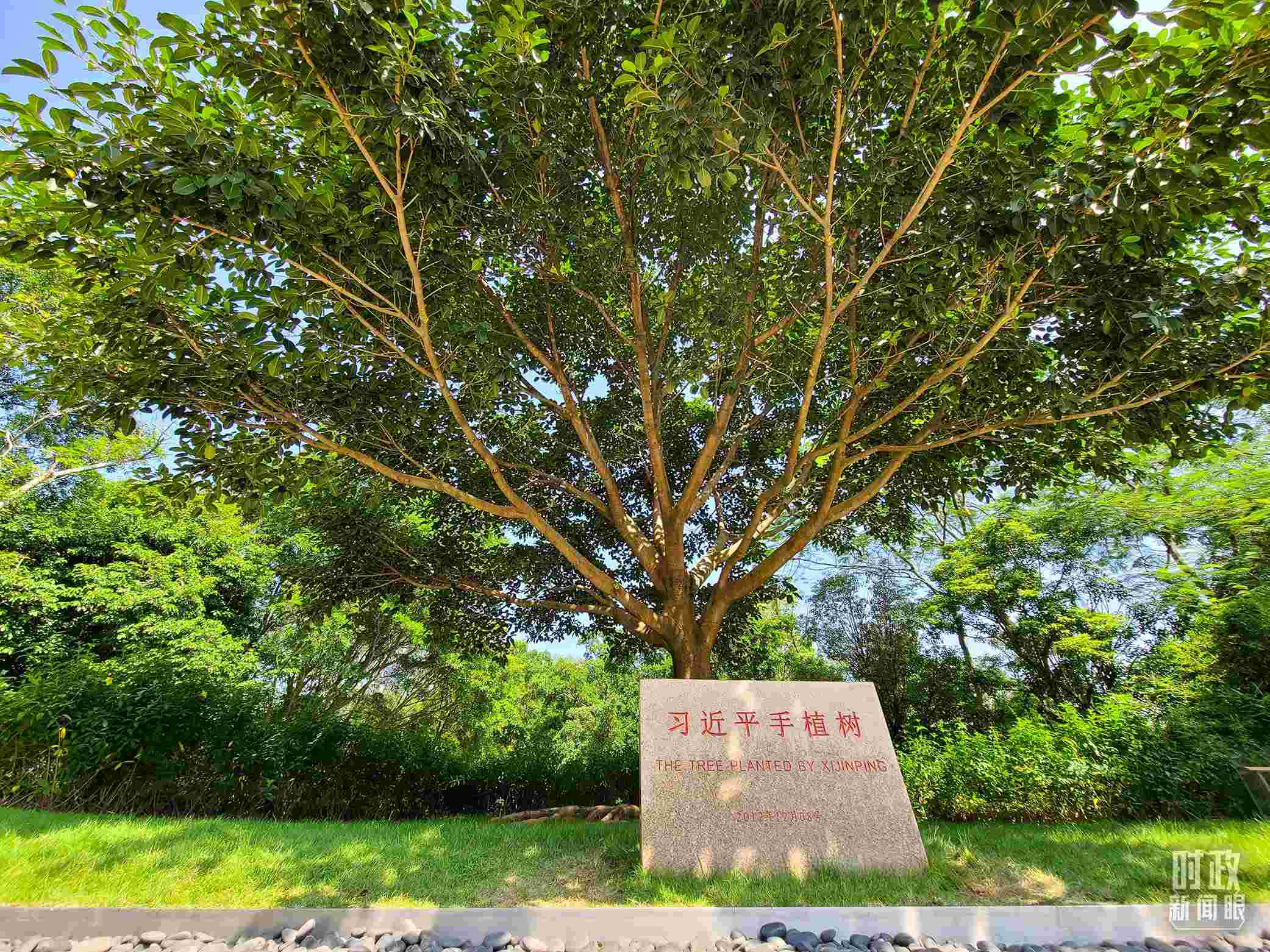 習(xí)近平2012年在深圳蓮花山公園種下的高山榕樹已枝繁葉茂。（總臺央視記者趙化拍攝）