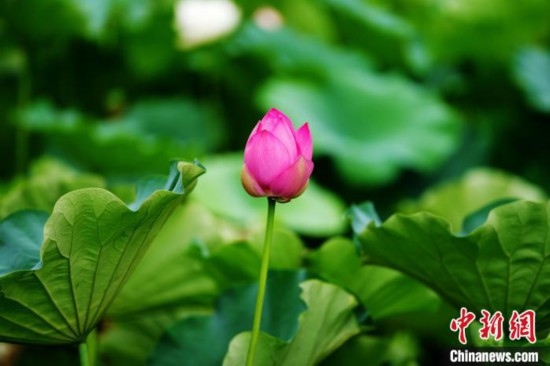 6月19日，時值一年畢業(yè)季，四川大學望江校區(qū)荷花池里的荷花盛開，成為了畢業(yè)生們的打卡圣地，吸引了眾多畢業(yè)生拍照留念。圖為含苞待放的荷花。中新社記者 安源 攝