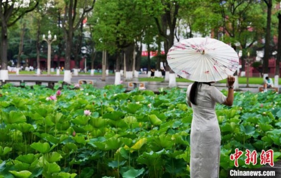 6月19日，時值一年畢業(yè)季，四川大學望江校區(qū)荷花池里的荷花盛開，成為了畢業(yè)生們的打卡圣地，吸引了眾多畢業(yè)生拍照留念。圖為畢業(yè)生在荷花池邊拍照留念。中新社記者 安源 攝