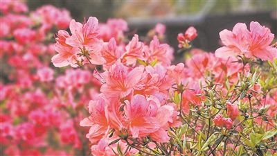 井岡山大學(xué)北區(qū)的生物園內(nèi)，一叢叢映山紅競相怒放。井岡山大學(xué)供圖
