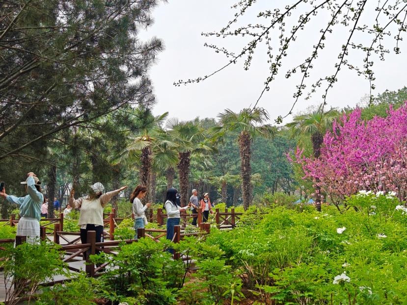 在河南省洛陽市中國國花園，游客漫步花海、自拍留念。人民網(wǎng) 王雅蝶攝
