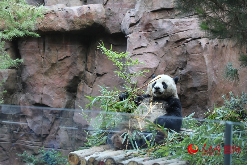 2、“云川”和“鑫寶”落戶圣迭戈動(dòng)物園，開(kāi)啟了新一輪中美大熊貓保護(hù)合作。 人民網(wǎng)記者 李志偉攝 (1)