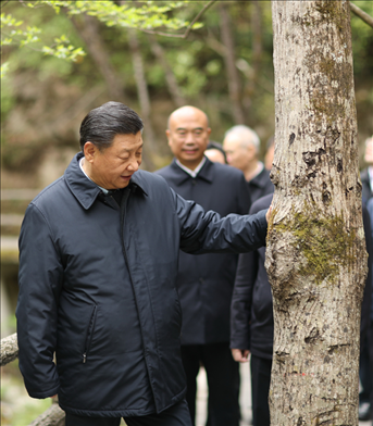 2020年4月，習(xí)近平總書(shū)記來(lái)到位于商洛市柞水縣的秦嶺牛背梁國(guó)家級(jí)自然保護(hù)區(qū)，考察秦嶺生態(tài)保護(hù)情況。新華社記者 鞠鵬 攝