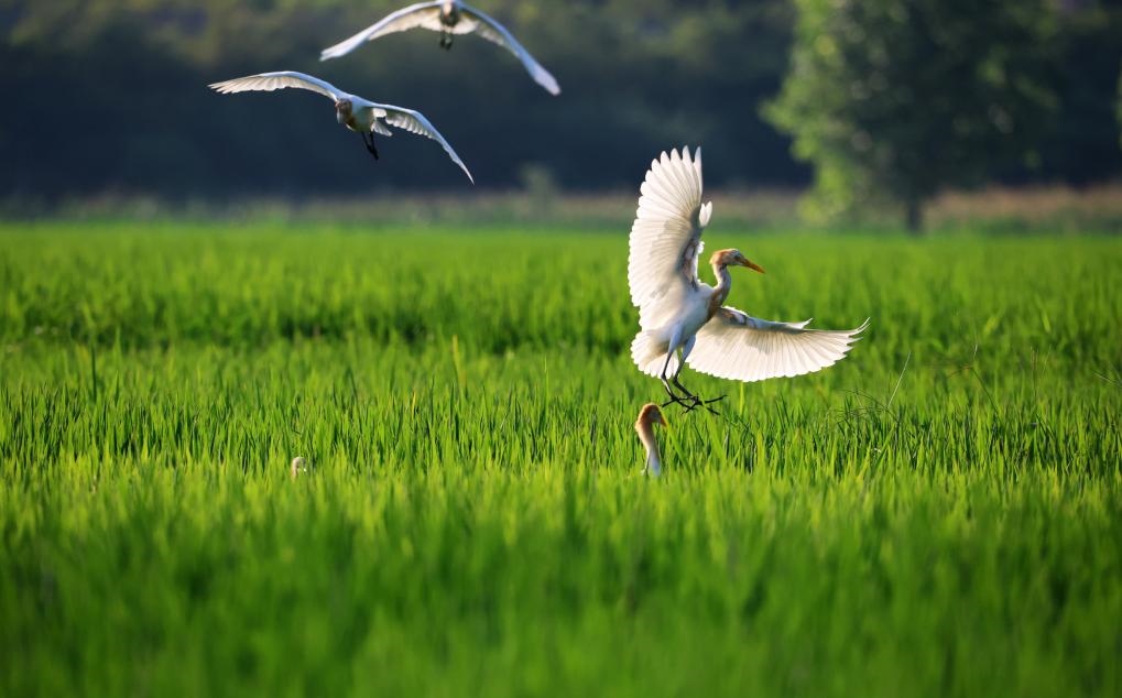 2023年8月7日，鷺鳥在山東省臨沂市郯城縣郯城街道水稻田間飛舞。新華社發(fā)（張春雷 攝）