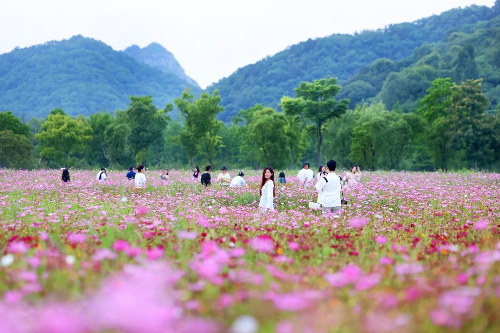 6月8日，游人在浙江省杭州市西湖區(qū)雙浦鎮(zhèn)銅鑒湖畔的花海中游覽。新華社發(fā)（周方玲 攝）