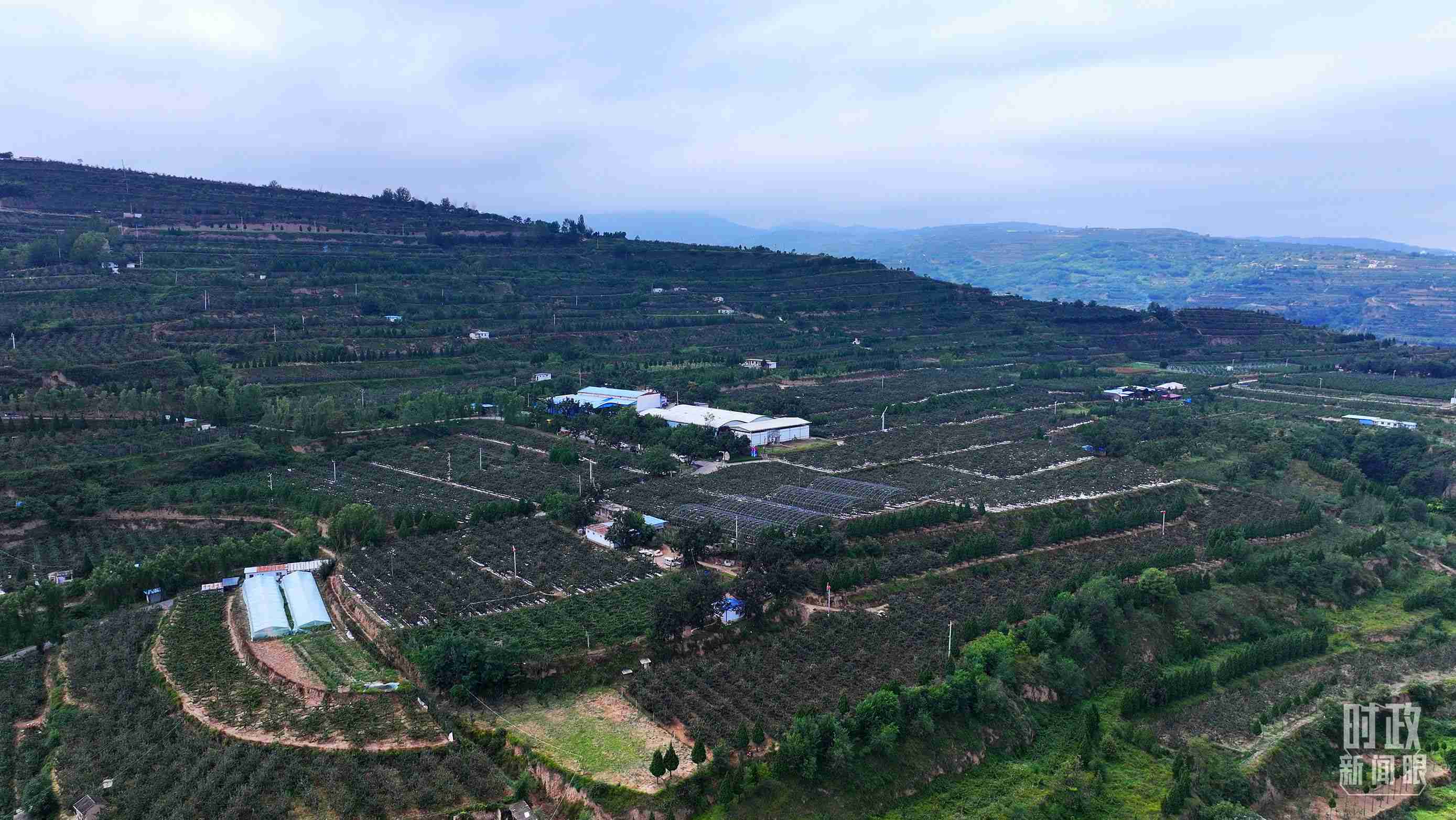 △ 麥積區(qū)南山花牛蘋果基地。（總臺央視記者范凱拍攝）