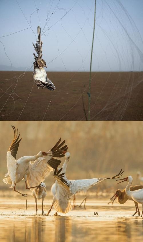拼版圖片：圖為2011年和2023年鄱陽湖區(qū)的變化，曾經湖區(qū)內分布有捕鳥網，如今人與自然和諧共生的理念深入人心。攝影：傅建斌 周海燕 制作：賈稀荃