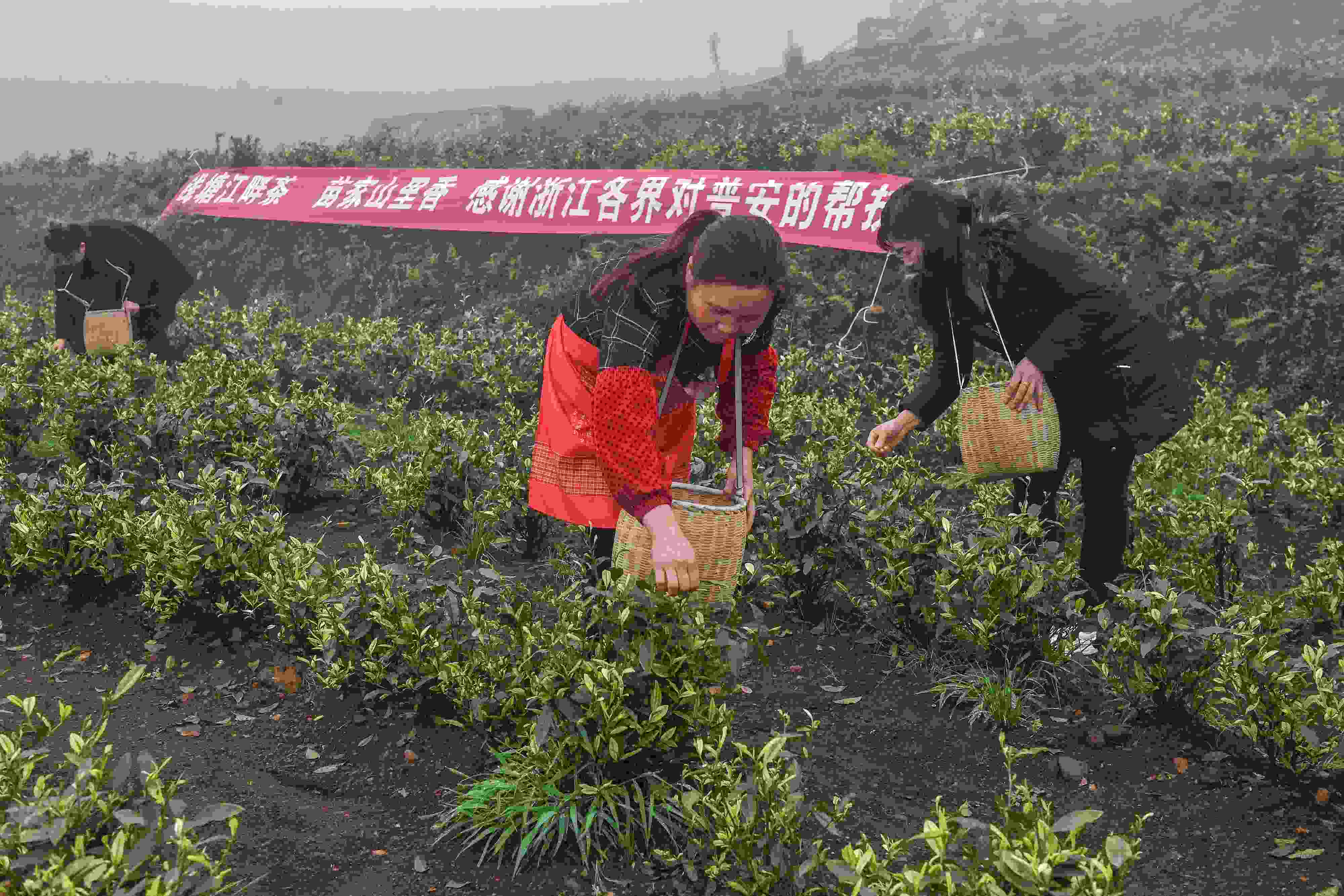 2021年4月14日，工人在貴州省黔西南州普安縣地瓜鎮(zhèn)屯上村“白葉一號”感恩茶園采茶。這片茶園由浙江省安吉縣捐贈。